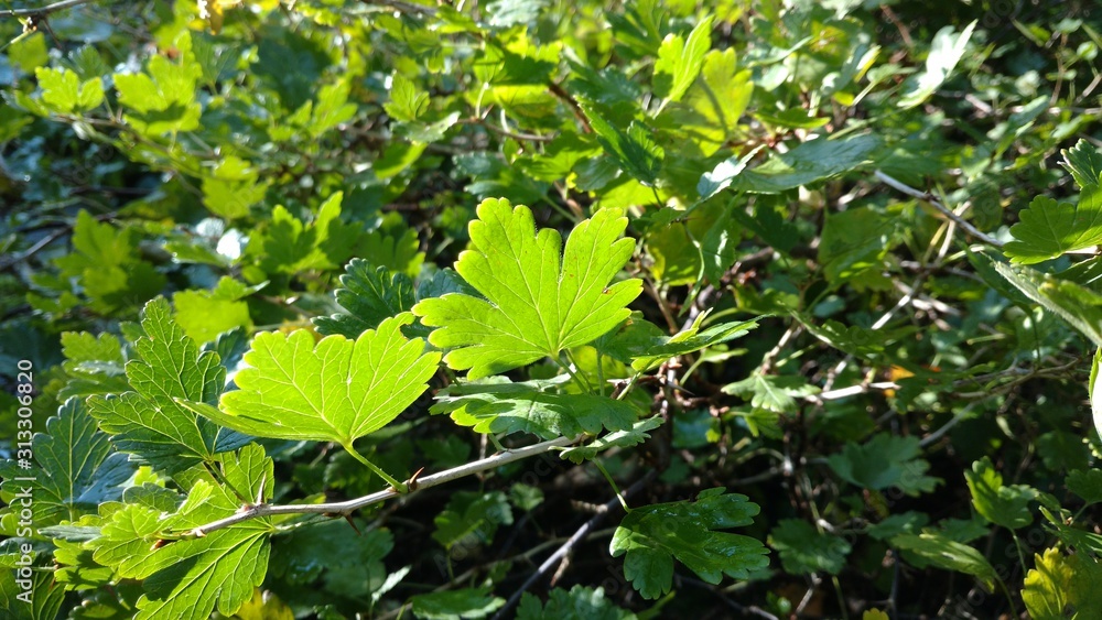 Obraz premium Sonnige Blätter vom Johannisbeerstrauch