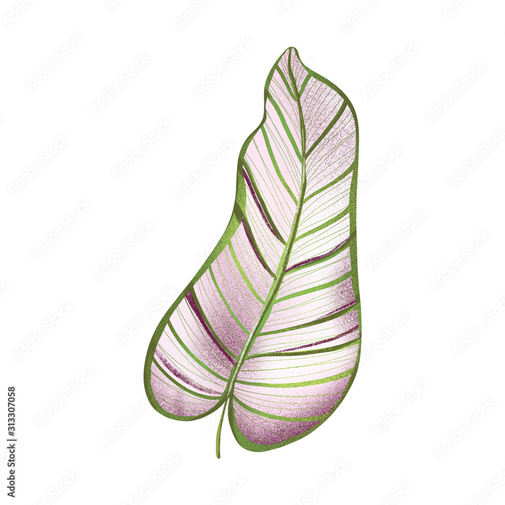 Digital flat illustration of a single creative cute green-pink tropical leaf with texture. Print in pencil style for fabrics, cards, banners, posters, invitations. Digital flat illustration of a single creative cute green-pink tropical leaf with texture. Print in pencil style for fabrics, cards, banners, posters, invitations.