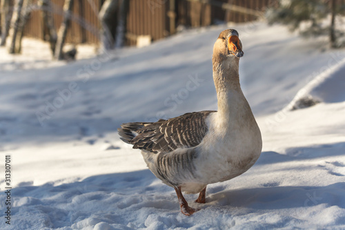 Domestic gray goose on a walk in the snow on a Russian farm.