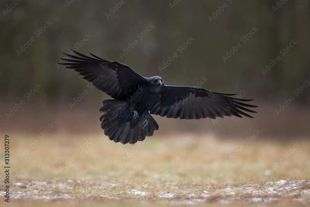 Fototapeta premium common raven, corvus corax, northern raven
