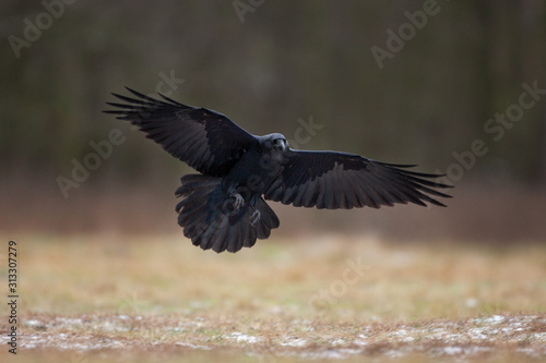 common raven, corvus corax, northern raven © prochym