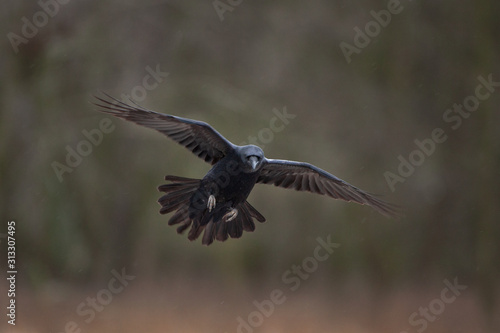 common raven, corvus corax, northern raven © prochym