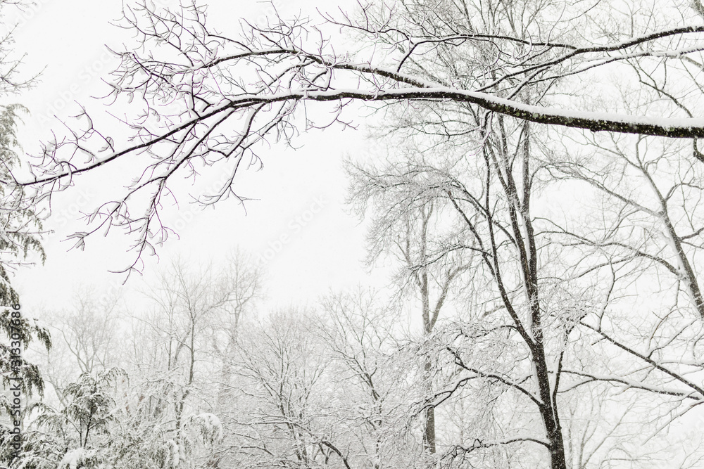 Tree Branches Covered with Snow, Winter Wonderland Landscape Background Tree Branches Covered with Snow, Winter Wonderland Landscape Background
