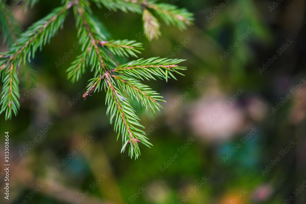 Christmas tree branches close-up background. Pine branch in the forest. Coniferous tree with needles. Natural natural background Christmas tree branches close-up background. Pine branch in the forest. Coniferous tree with needles. Natural natural background
