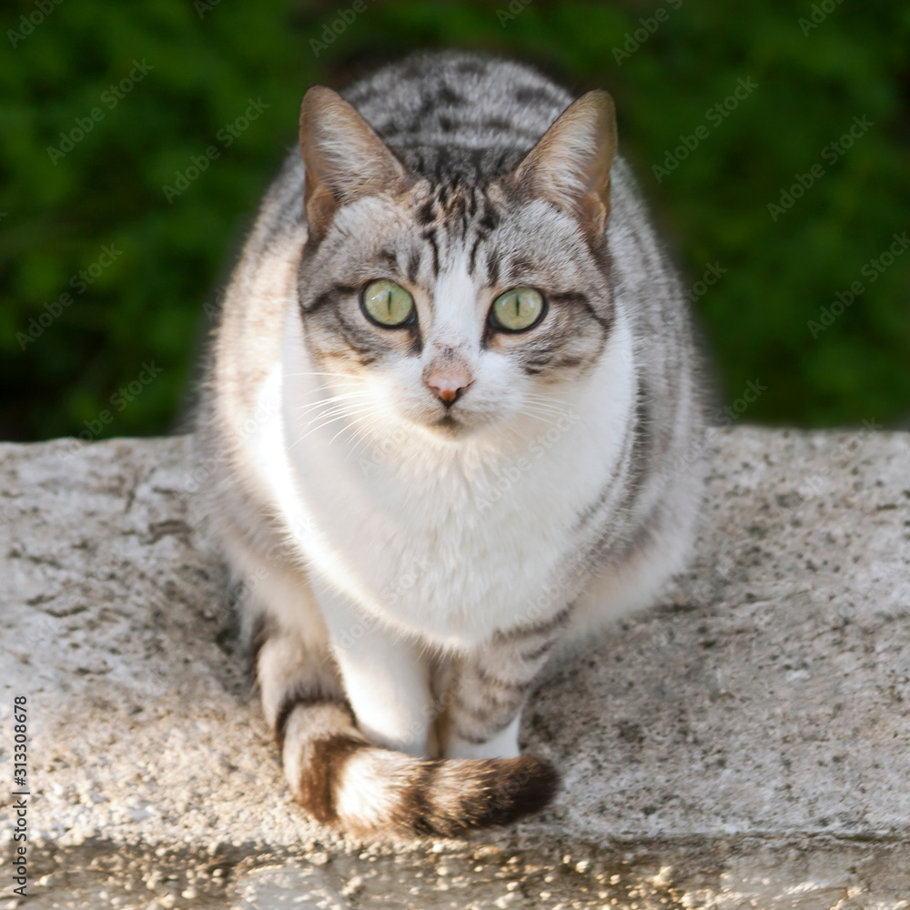 cat with green eyes cat with green eyes