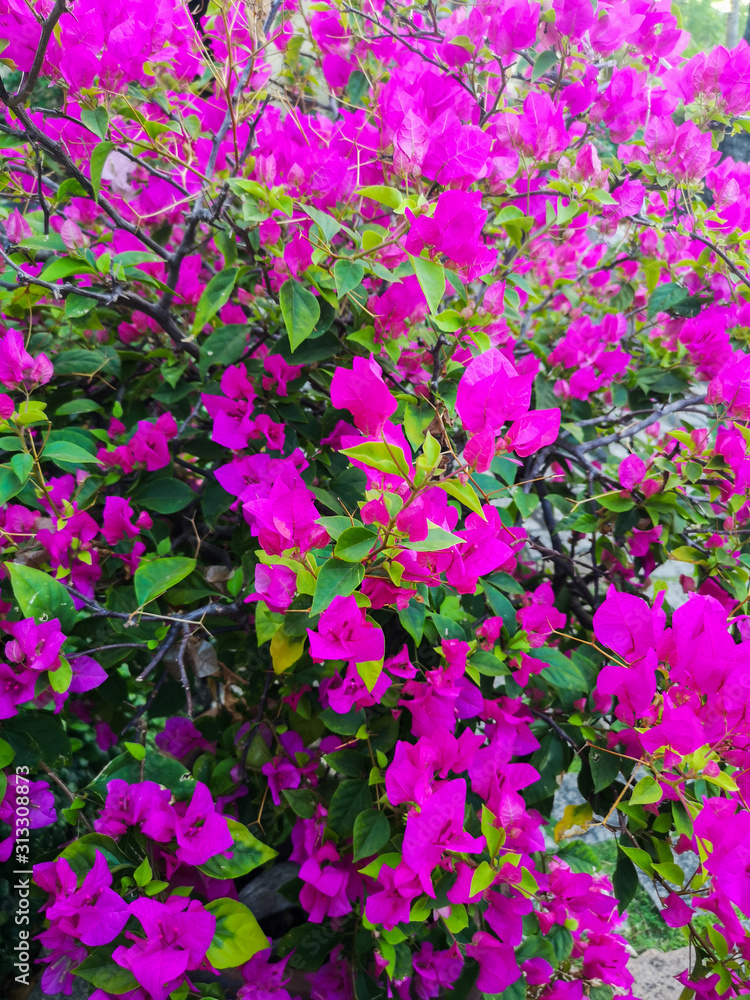 Obraz premium purple flowers in the garden