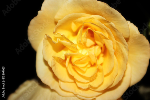 Yellow Rose on Black Background
