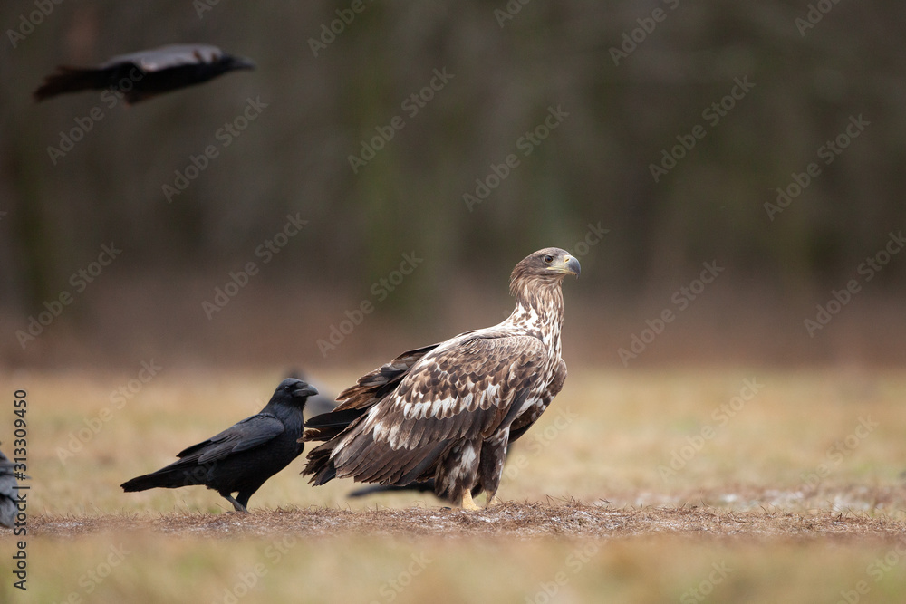 Fototapeta premium white tailed eagle, haliaeetus albicilla, Europe nature