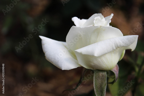 Flourishing White Rose