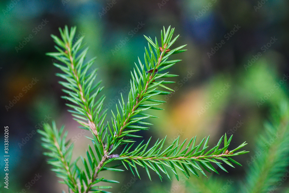 Conifer with needles in the forest. Green branches of spruce. Natural natural background Conifer with needles in the forest. Green branches of spruce. Natural natural background
