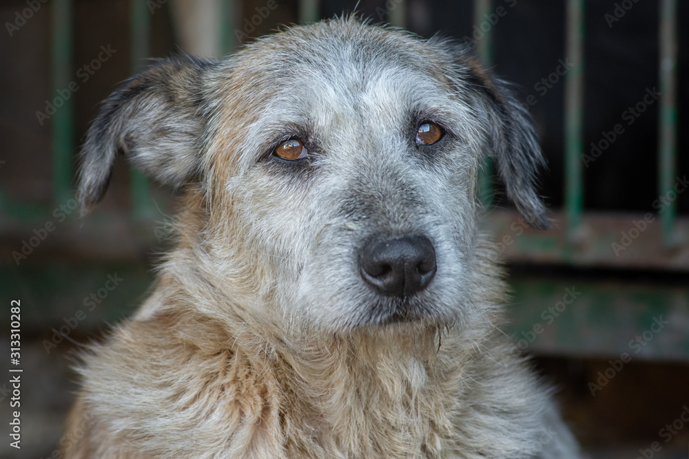 closeup portrait sad homeless abandoned white dog in shelter closeup portrait sad homeless abandoned white dog in shelter