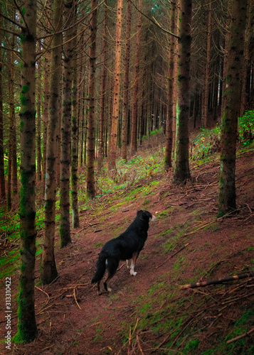 Fototapeta Naklejka Na Ścianę i Meble -  black dog in the forest