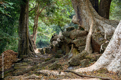 Ta Prom ,arbres ,racines et temple