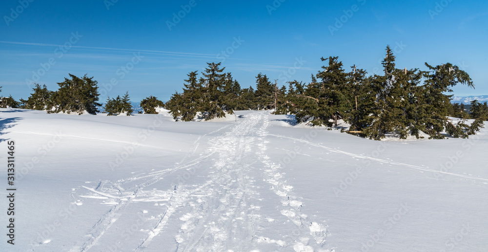 snow covered hiking trail with few small trees and clear sky in winter mountains