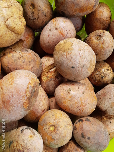 Uxi (Endopleura uchi (Huber) Cuatrec, Humiriaceae family. Amazon rainforest,  Brazil photo