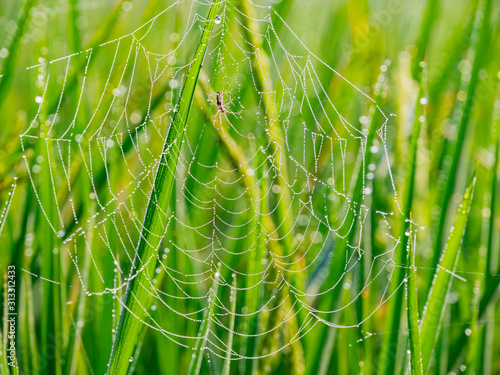 Close up of a spider web with many water drops in beautiful green paddy field © Kit Leong