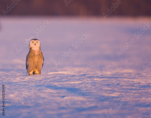 BUHO NIVAL - SNOWY OWL (Nyctea scandiaca)