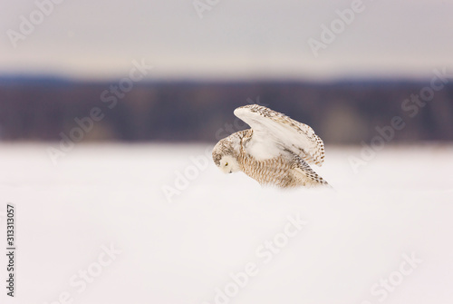 BUHO NIVAL - SNOWY OWL (Nyctea scandiaca) photo