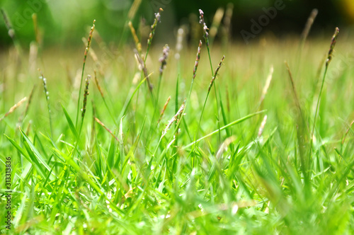 Garden grasses