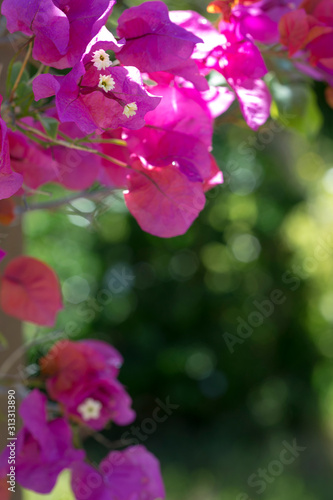 pink bougainvillea in foreground with green blurred background