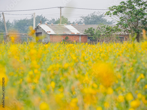 Close up shot of many yellow Canola flower blossom