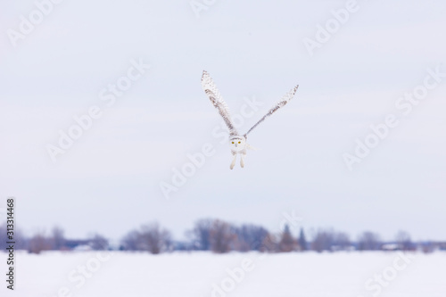 BUHO NIVAL - SNOWY OWL (Nyctea scandiaca) photo