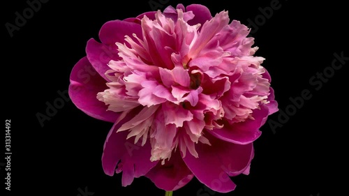 Timelapse of pink peony flower blooming on black background photo