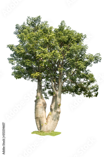 Print op canvas Small Baobab tree isolated on white background with clipping path