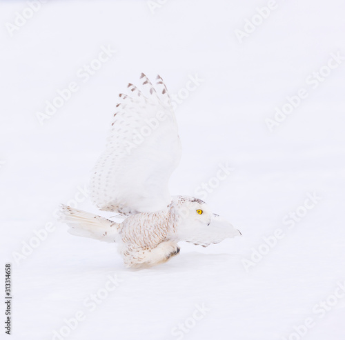 BUHO NIVAL - SNOWY OWL (Nyctea scandiaca) photo