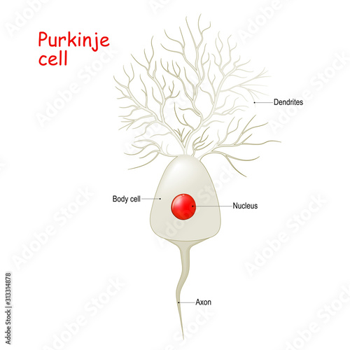 Purkinje cell anatomy. Cell body with nucleus, dendrites and axone