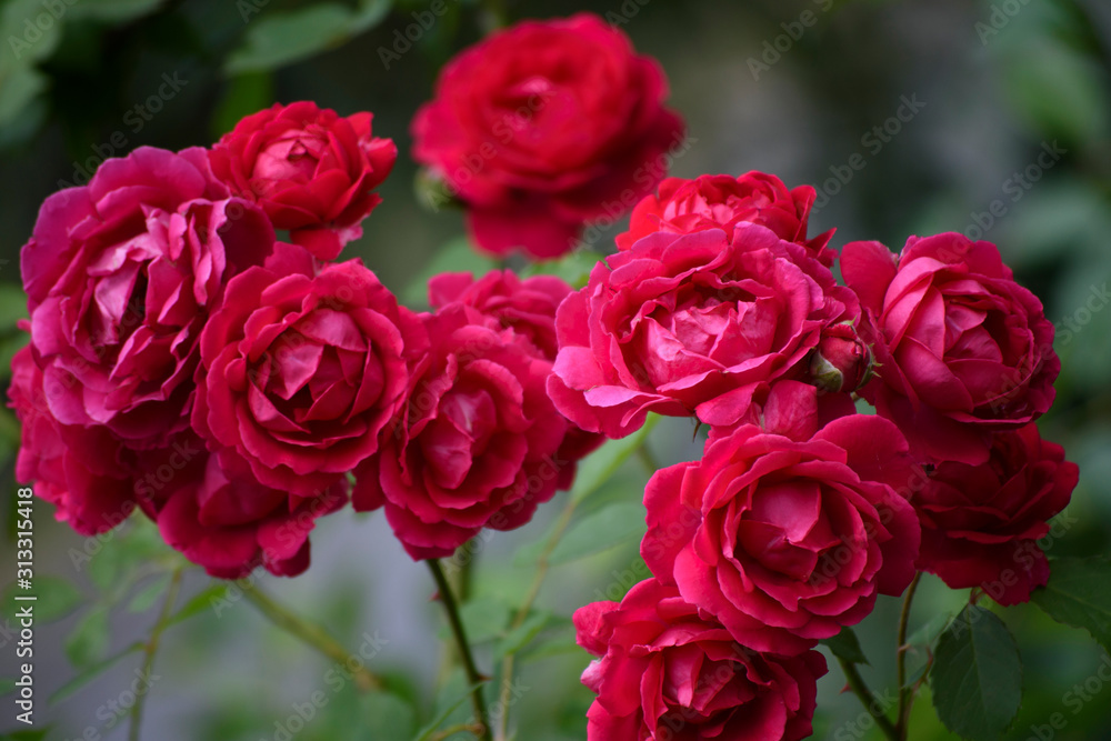 Obraz premium Roses