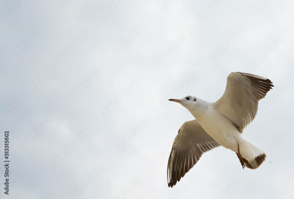 Flying seagulls over the sea on a background of clouds Flying seagulls over the sea on a background of clouds