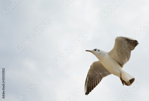 Flying seagulls over the sea on a background of clouds