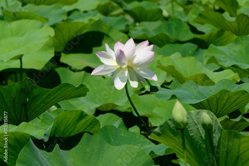 Lotus flower