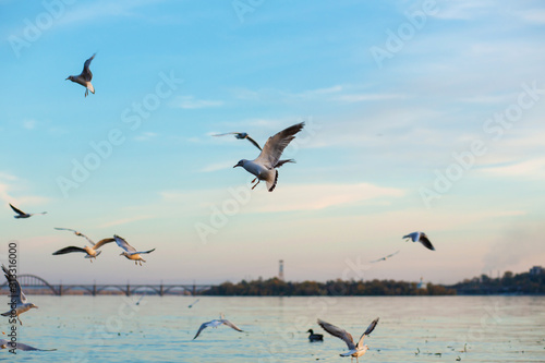 A flock of seagulls on the banks of the city river.