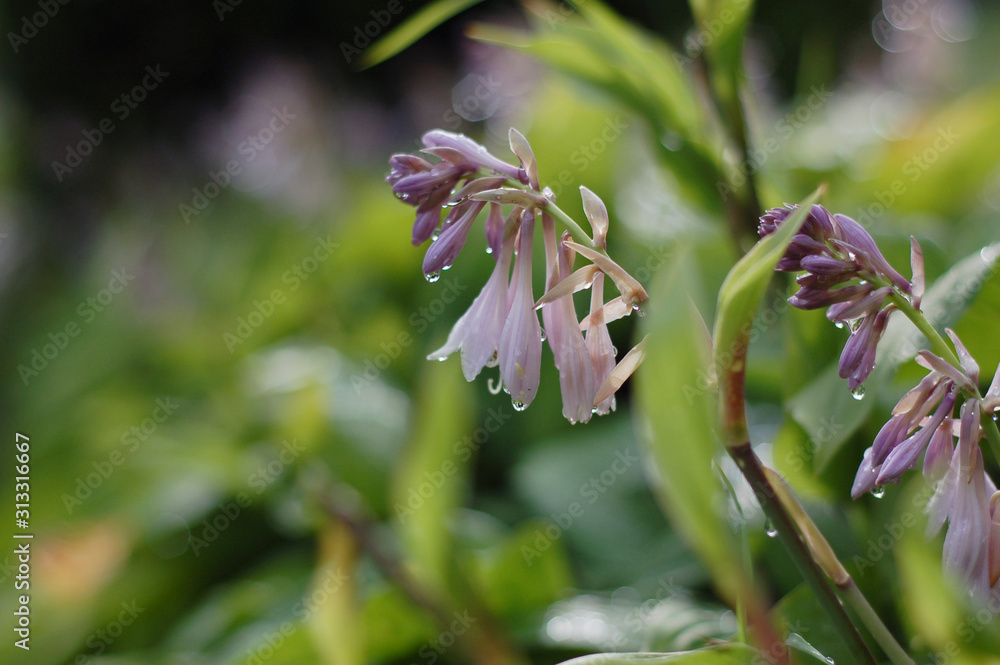 Blooming funkia flower in garden Blooming funkia flower in garden