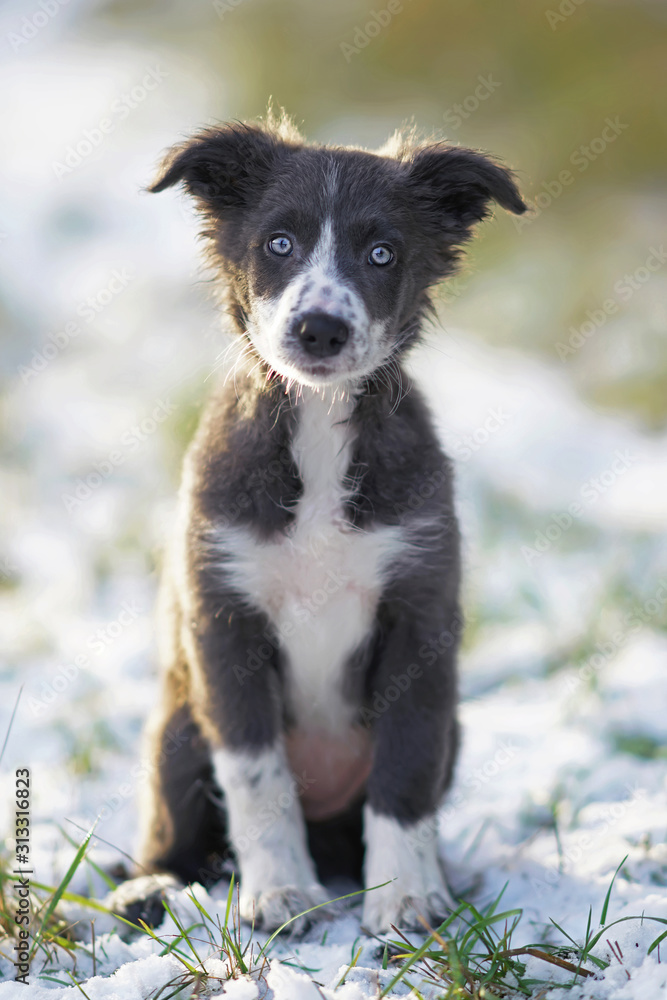 Border collie blue sales white