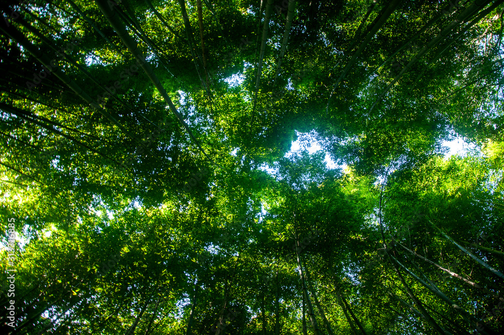 Green Japanese bamboo forest Green Japanese bamboo forest