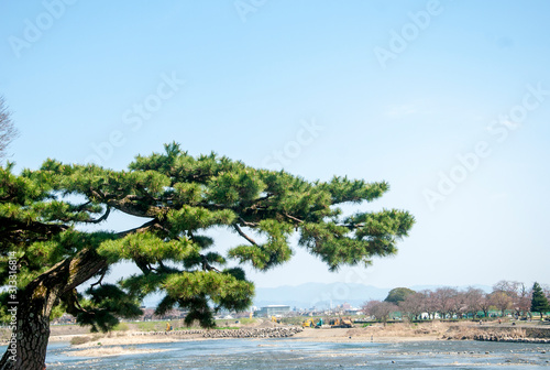 Japanese pine tree © redbeach