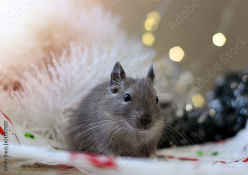 A degu rodent on a festive background. Symbol of Chinese happy new 2020