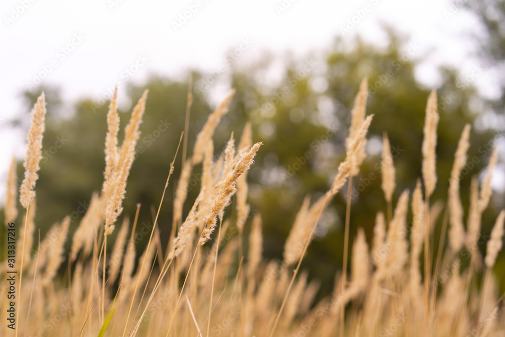 Savannah grass field in sun backlight,Twinkle with sunlight at noon. Savannah grass field in sun backlight,Twinkle with sunlight at noon.