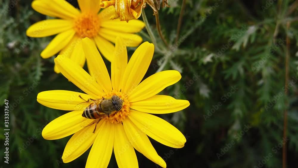 Close up video of a Stripe-Eyed Flower Fly (Eristalinus Taeniops) feeding on a green leaved golden shrub daisy before flying off. Shot at 120 fps. Close up video of a Stripe-Eyed Flower Fly (Eristalinus Taeniops) feeding on a green leaved golden shrub daisy before flying off. Shot at 120 fps.