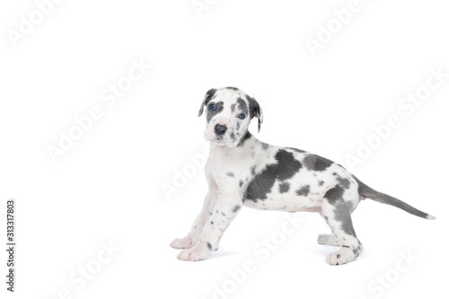 A puppy of the Great Dane Dog or German Dog  the largest dog breed in the world  Harlequin fur  white with grey spots  standing isolated in white