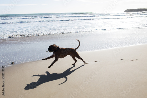 Dog running on the sand at sea. Sunny bright day. Sunset sun. The dog is played on the beach.