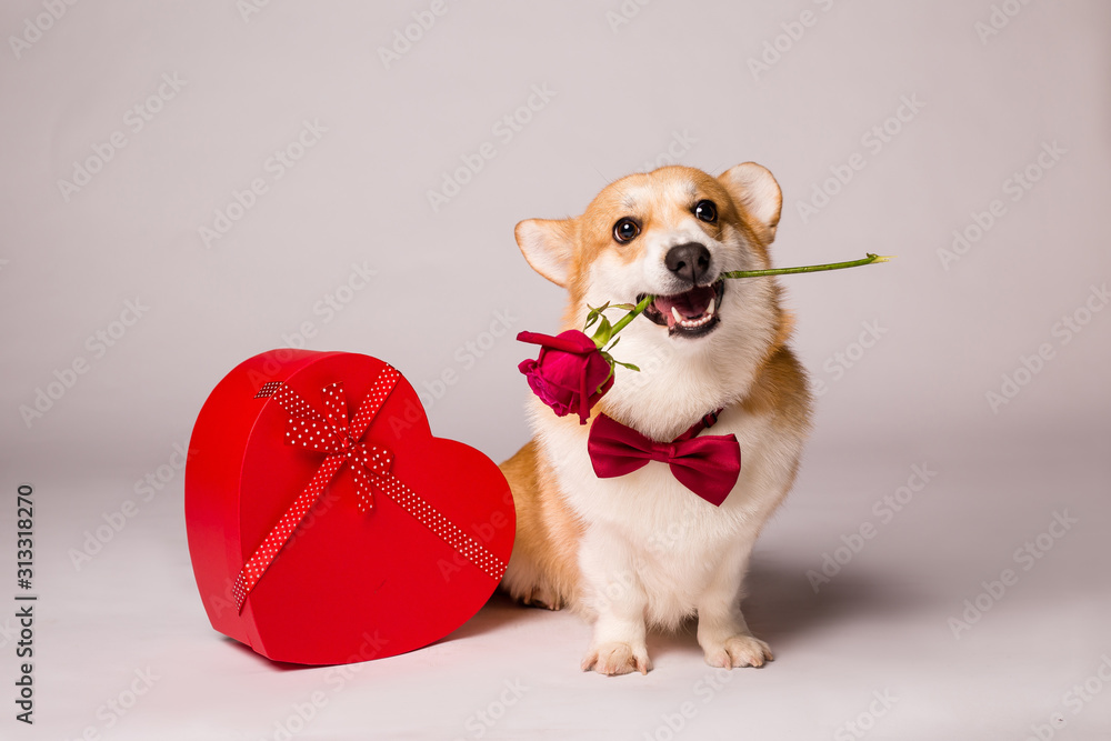 Corgi valentine hotsell