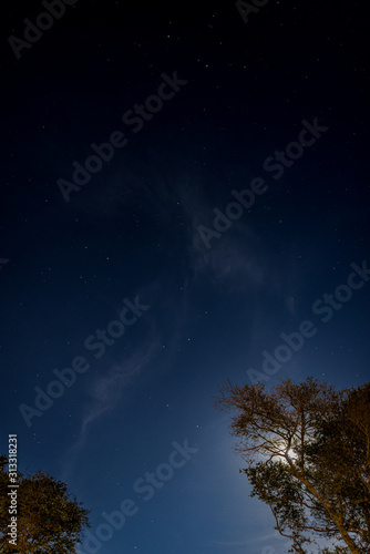 Stars in the blue night sky with the moon glowing behind the trees