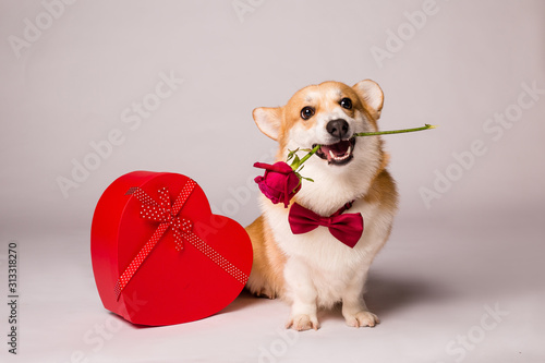 Canvas Print Corgi dog with a red heart-shaped gift box and a red rose on a white background,