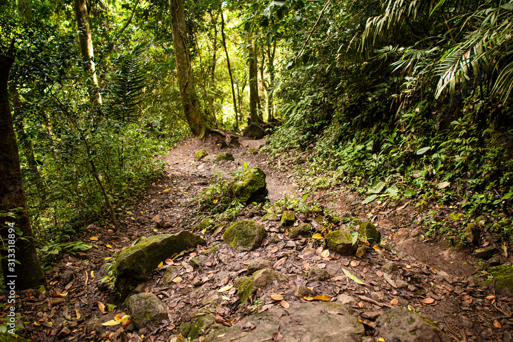 A warm quiet jungle trail in the deep forests of Panama A warm quiet jungle trail in the deep forests of Panama