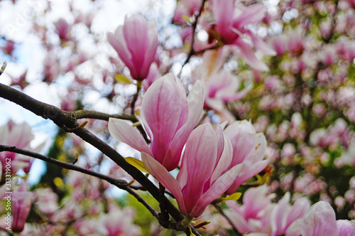 Magnolia branch with beautiful flowers with pink petals and green leaves on a sunny spring day