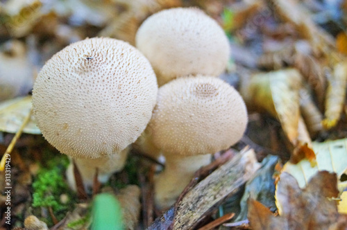 Mushroom with beige and brown hat and white leg in the forest in yellow leaves and green grass on an autumn day